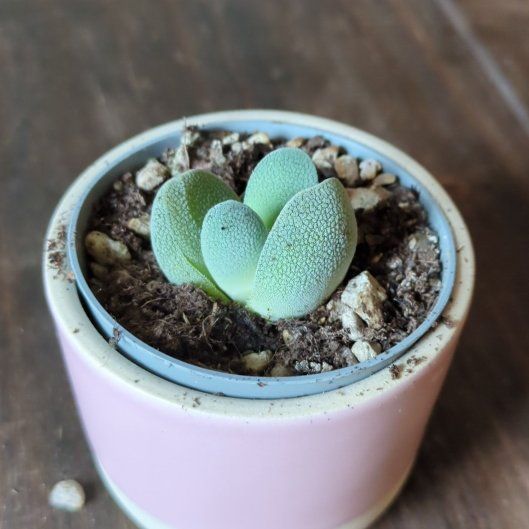 Photo of the plant species Crassula tecta by @JoyfulPomelo66 named Apollo on Greg, the plant care app