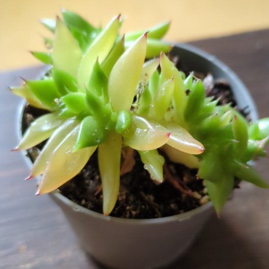 Photo of the plant species Echeveria agavoides 'Corduroy' cristata by @JoyfulPomelo66 named Diana on Greg, the plant care app