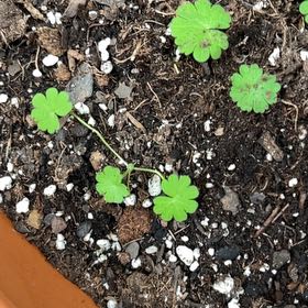 Photo of the plant species Dovefoot Geranium by @IdealFoxgrape27 named Walt outside growing in red pot on Greg, the plant care app