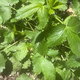 Photo of the plant species Norwegian Cinquefoil by @IdealFoxgrape27 named Kendall outside on Greg, the plant care app