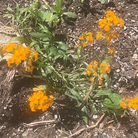 Photo of the plant species Sweetscented Marigold by @IdealFoxgrape27 named Plato outside on Greg, the plant care app