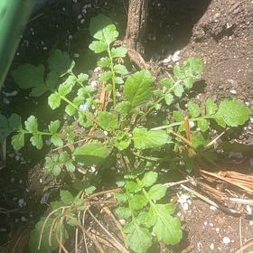 Photo of the plant species Butterweed by @IdealFoxgrape27 named C outside on Greg, the plant care app