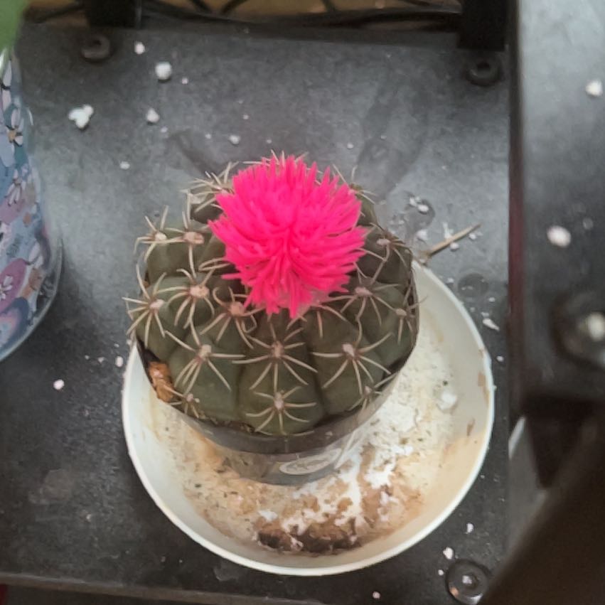Photo of the plant species Devil's Pincushion by @IdealFoxgrape27 named Rihanna (living rm) (hd 4/26) on Greg, the plant care app