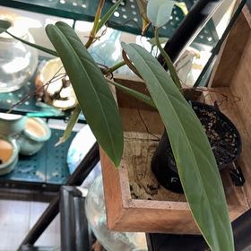 Photo of the plant species Philodendron bicolor by @WillAzurebluet named James Dean on Greg, the plant care app