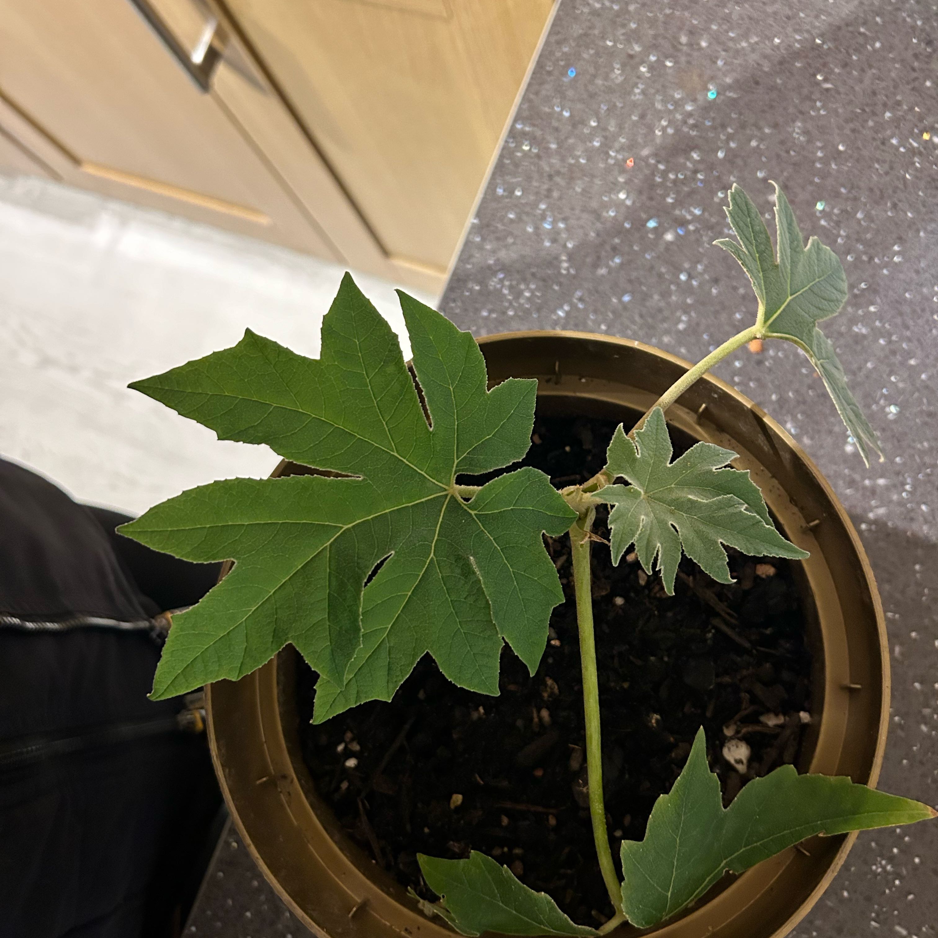 Photo of the plant species Chinese Rice-Paper Plant by @WiseGreenbeans named Gregarious on Greg, the plant care app