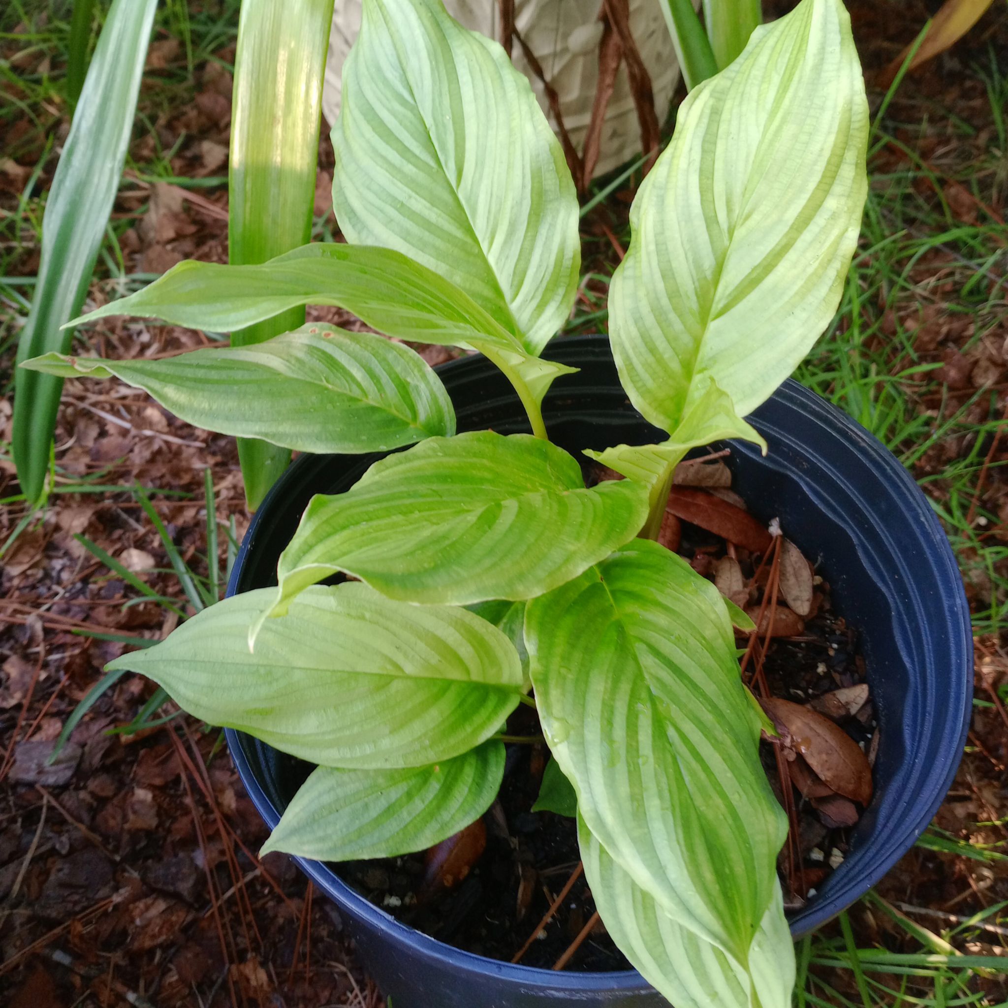 Photo of the plant species Batflower by @ZarfPipevine named Khaleesi on Greg, the plant care app