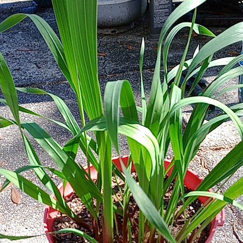 Photo of the plant species Marsh Gladiolus by @ZarfPipevine named Scarlett on Greg, the plant care app