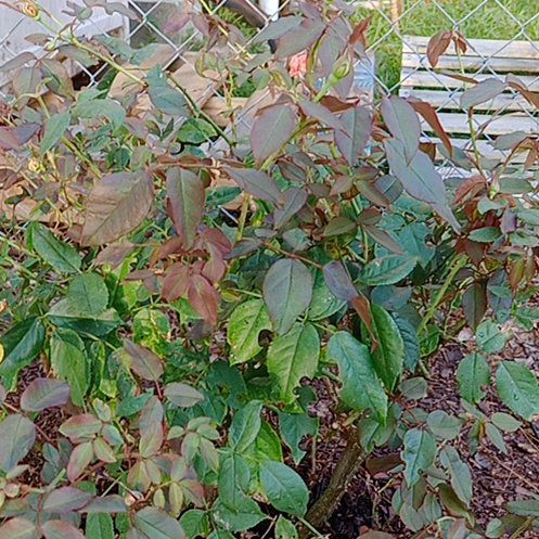 Photo of the plant species Coral Knock Out Rose by @ZarfPipevine named Mom's Roses on Greg, the plant care app