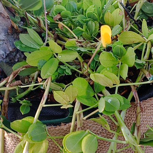 Photo of the plant species Perennial Peanut by @ZarfPipevine named Winston on Greg, the plant care app