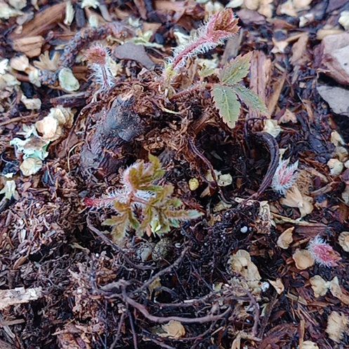Photo of the plant species Red Astilbe by @ZarfPipevine named Huckleberry Fern on Greg, the plant care app