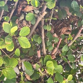 Photo of the plant species Crossberry by @SuperGreenice named Sonora on Greg, the plant care app