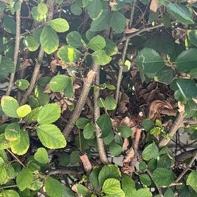 Photo of the plant species Crossberry by @SuperGreenice named Gregarious on Greg, the plant care app