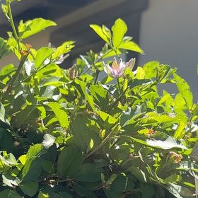 Photo of the plant species Crossberry by @SuperGreenice named Muhammad Ali on Greg, the plant care app