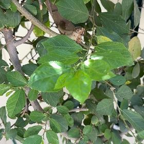 Photo of the plant species Crossberry by @SuperGreenice named Planty on Greg, the plant care app