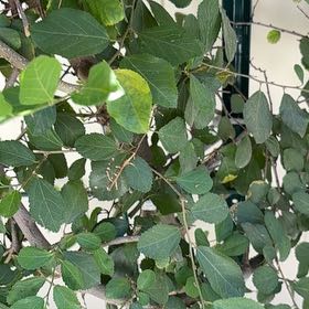 Photo of the plant species Crossberry by @SuperGreenice named Naomi on Greg, the plant care app