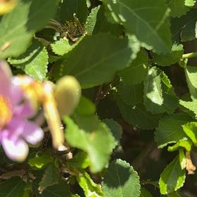Photo of the plant species Crossberry by @SuperGreenice named Orlando Bloom on Greg, the plant care app