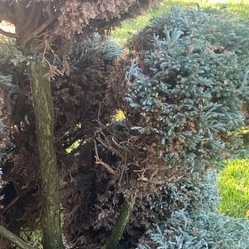 Photo of the plant species Leathery Polypody by @CentralRhodora named Bruce Lee on Greg, the plant care app