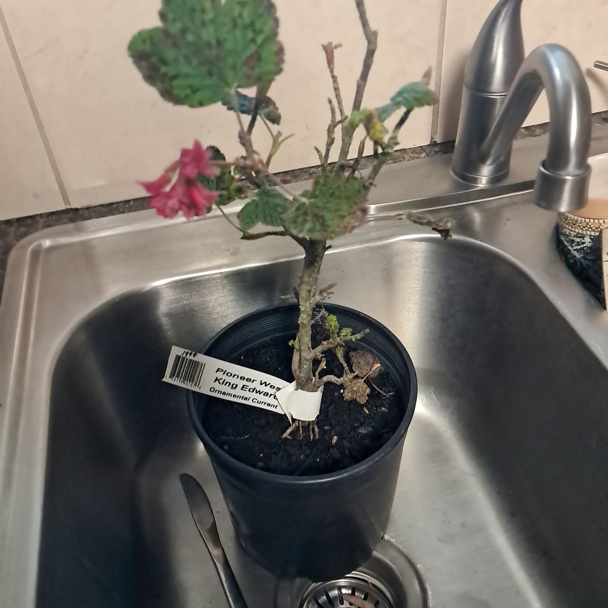 Photo of the plant species King Edward Currant by @StarryLiquorice named Apollo on Greg, the plant care app