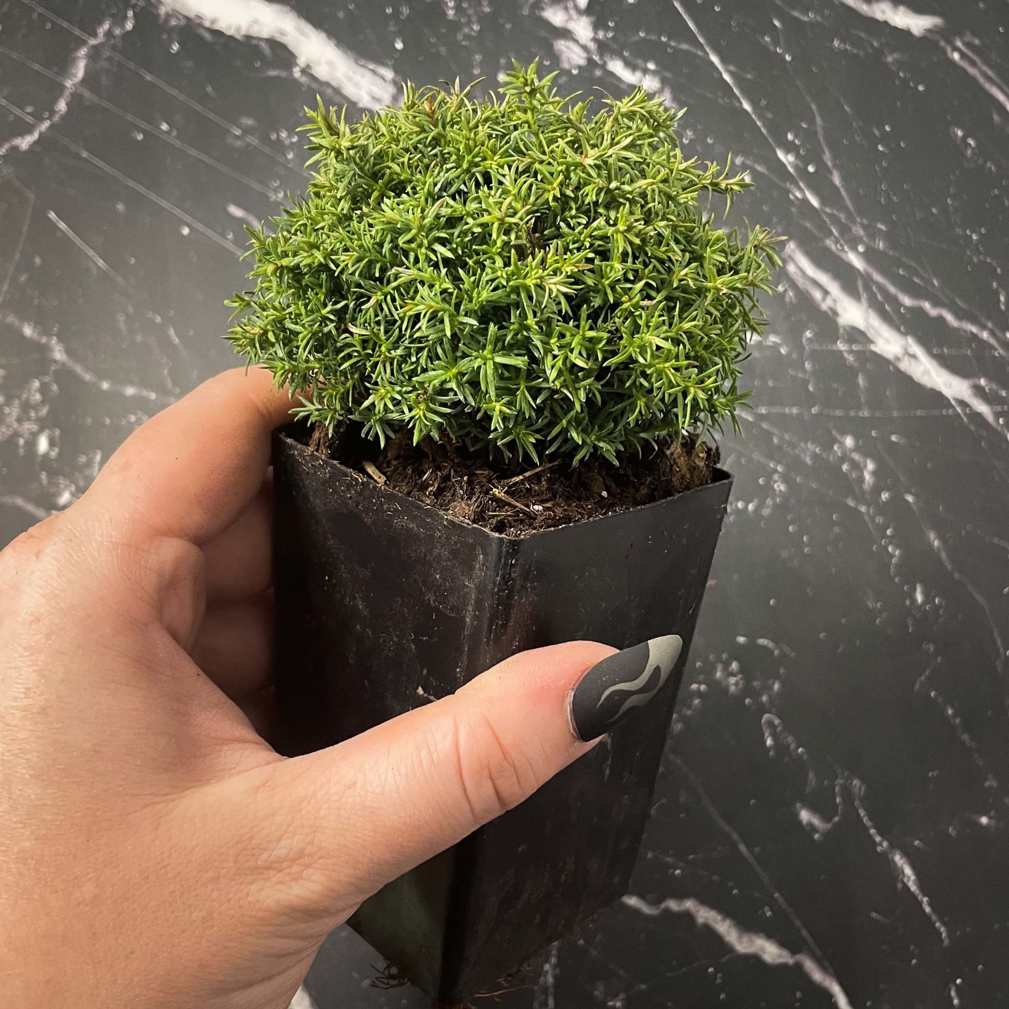 Photo of the plant species Sawara cypress by @StarryLiquorice named Lebron on Greg, the plant care app