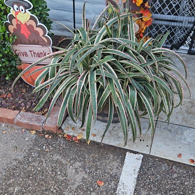 Photo of the plant species Mangave 'Snow Leopard' by @TruePrayerplant named Homer on Greg, the plant care app