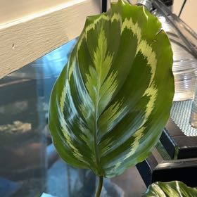 Photo of the plant species Medallion Prayer Plant by @DearHappyleaf named Winston on Greg, the plant care app