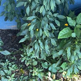Photo of the plant species Thai Pepper by @NurseWheatgrass named Beyonce on Greg, the plant care app
