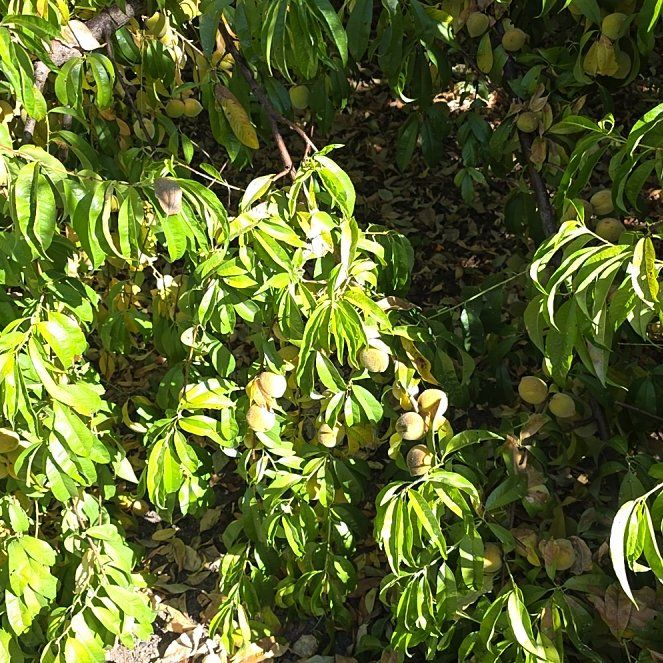 Photo of the plant species Peach Tree by @WingedBeeorchid named Kobe on Greg, the plant care app