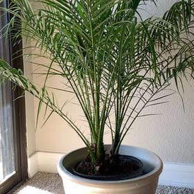 Phoenix Plant