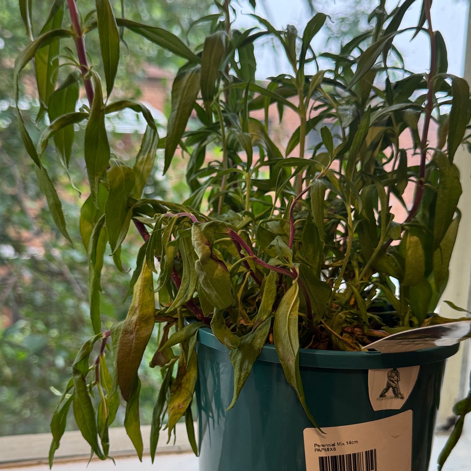 Photo of the plant species Beardtongue by @JovialBrandegea named Nemo on Greg, the plant care app