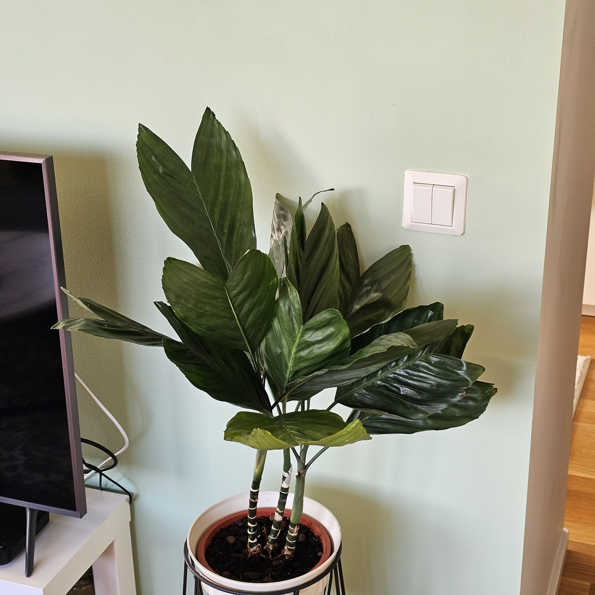 Photo of the plant species Metal Palm Tree by @SilverySnowdrop named Willow on Greg, the plant care app