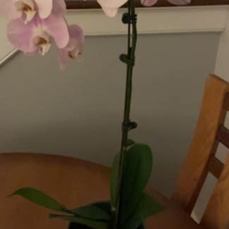 Phalaenopsis Orchid plant in Glen Ellyn, Illinois