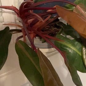 Blushing Philodendron plant in Glen Ellyn, Illinois