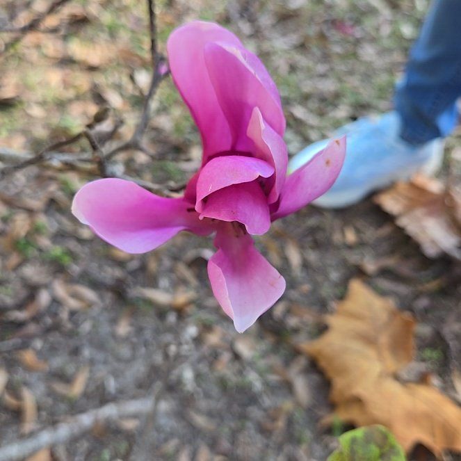 Photo of the plant species Spring Sowbread by @DeanBastardsage named Terra on Greg, the plant care app