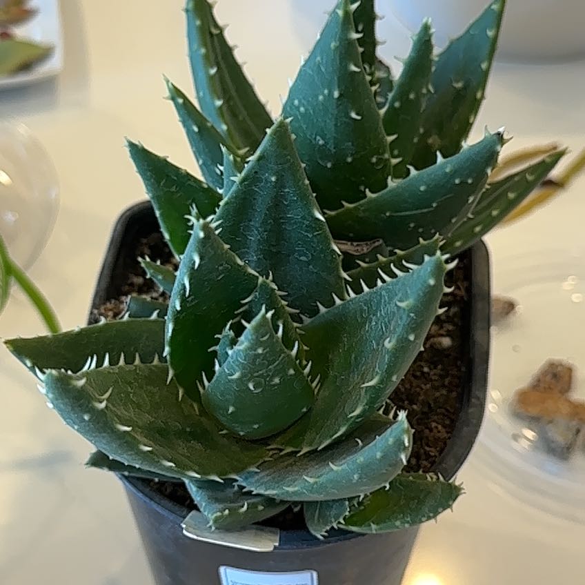 Photo of the plant species Aloe mitriformis by @SubtleBlinks named Pax on Greg, the plant care app
