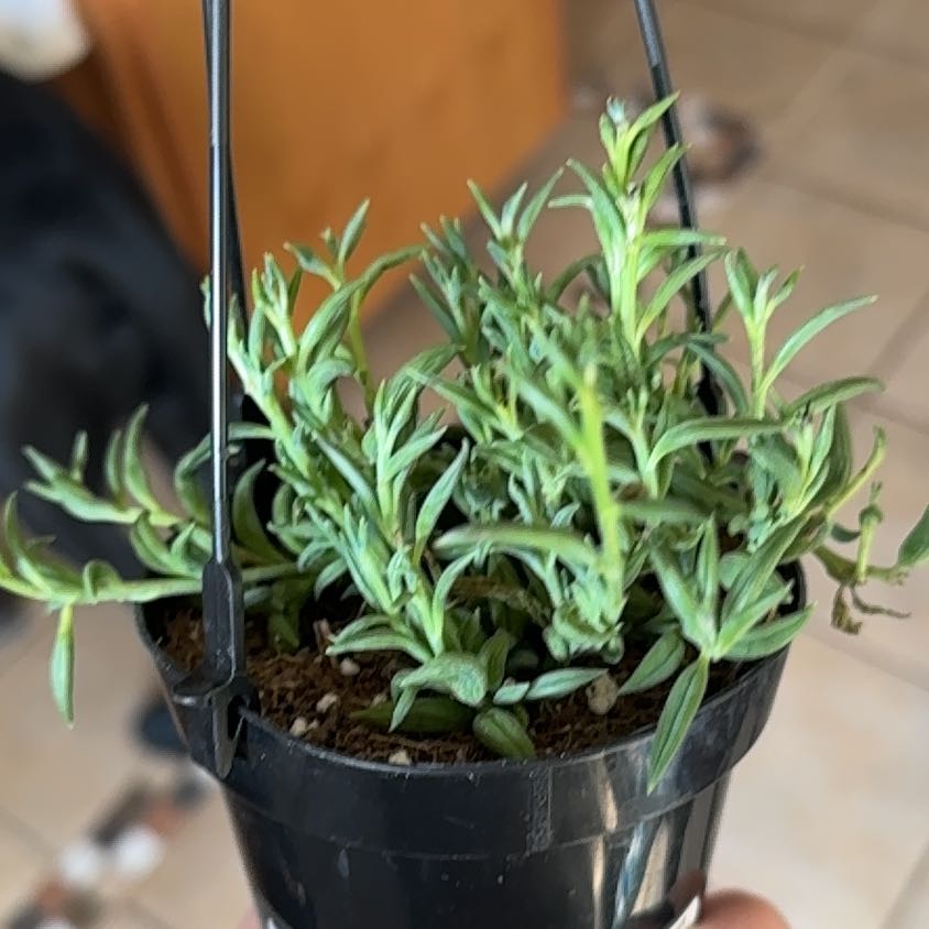 Photo of the plant species Blue Pickle Vine by @NewCaraway85 named Aelin on Greg, the plant care app