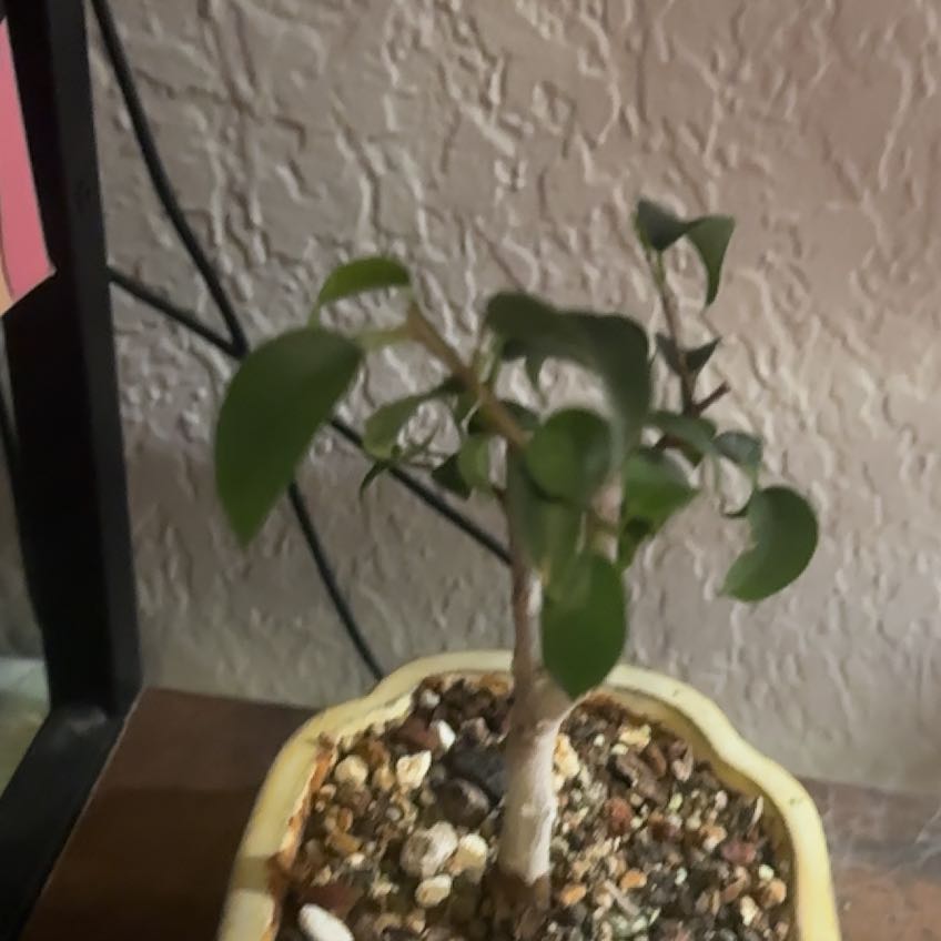 Photo of the plant species Ficus Beniamina by @TryHautree20 named Benni on Greg, the plant care app