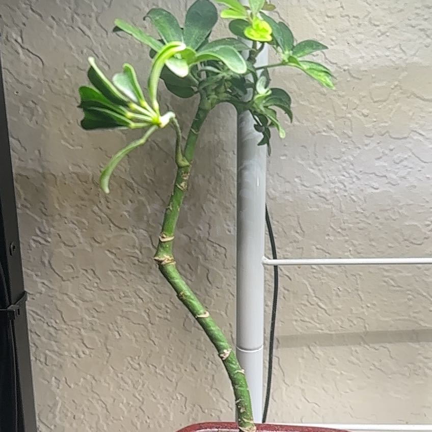 Photo of the plant species Varigated Dwarf Umbrella Tree by @TryHautree20 named Delilah on Greg, the plant care app