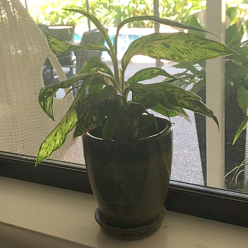 Photo of the plant species Starbright by @TryTule7 named Maybe on Greg, the plant care app