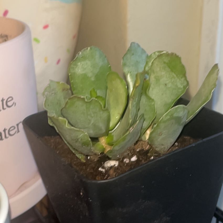 Photo of the plant species Adromischus undulatus by @ChampPoindexter named Bigleef Smalls on Greg, the plant care app
