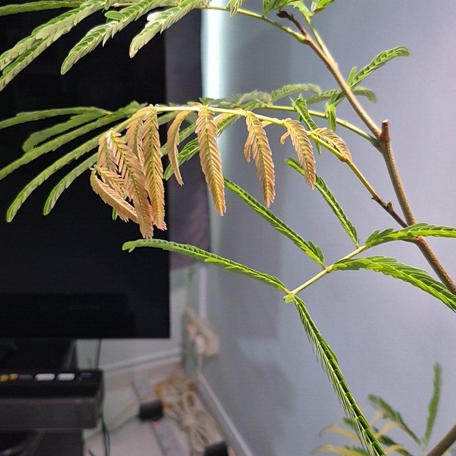 Photo of the plant species Pteridium esculentum by @BigGrandifolium named Rosa on Greg, the plant care app