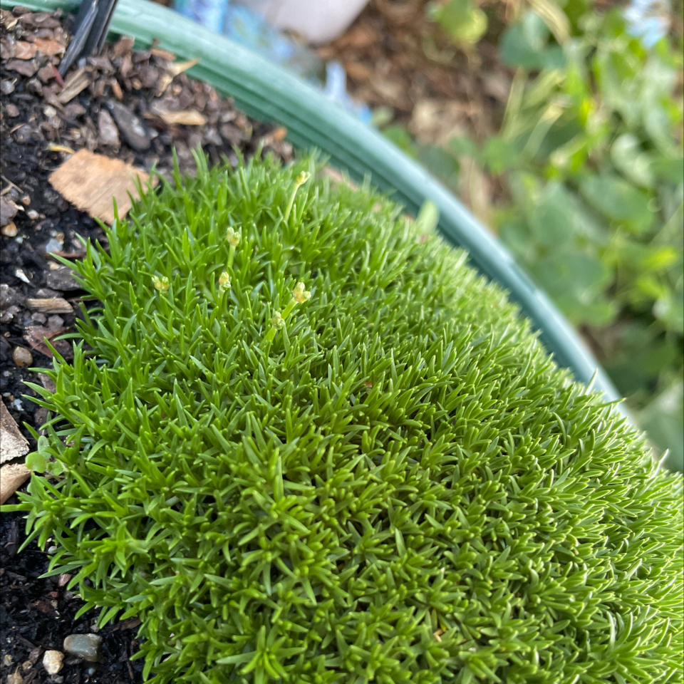 Photo of the plant species Australian Astroturf by @CalmSunshinegem named Scleranthus Biflorus on Greg, the plant care app