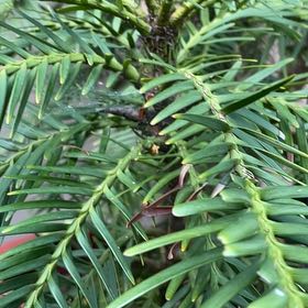 Photo of the plant species Wollemi Pine by @CalmSunshinegem named Wollemi Pine on Greg, the plant care app