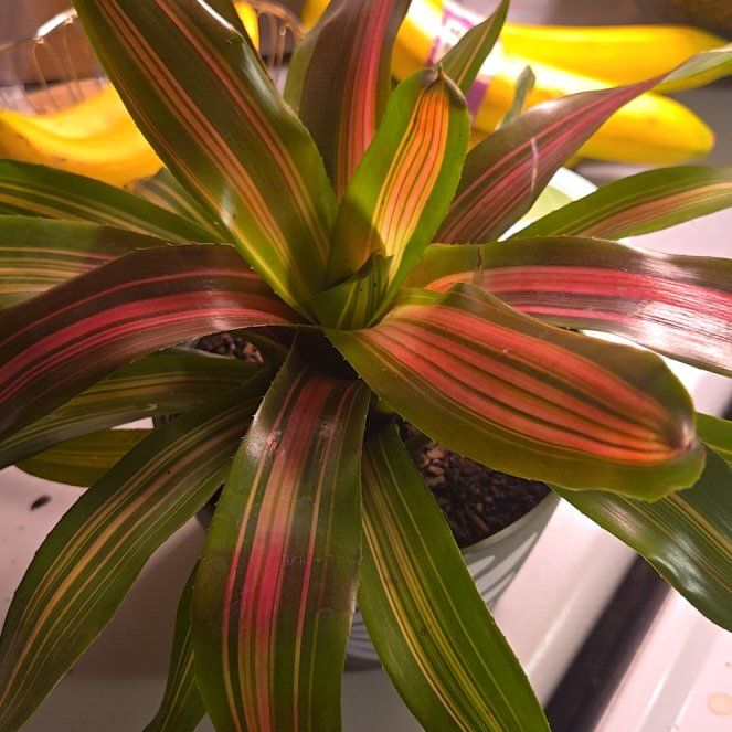 Photo of the plant species Bromeliad by @HotAlula48 named Sherlock on Greg, the plant care app