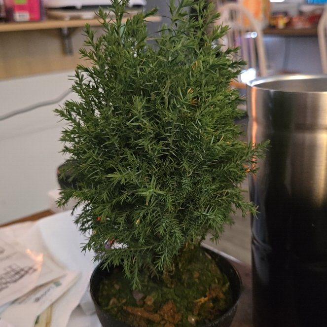 Spike Leaves