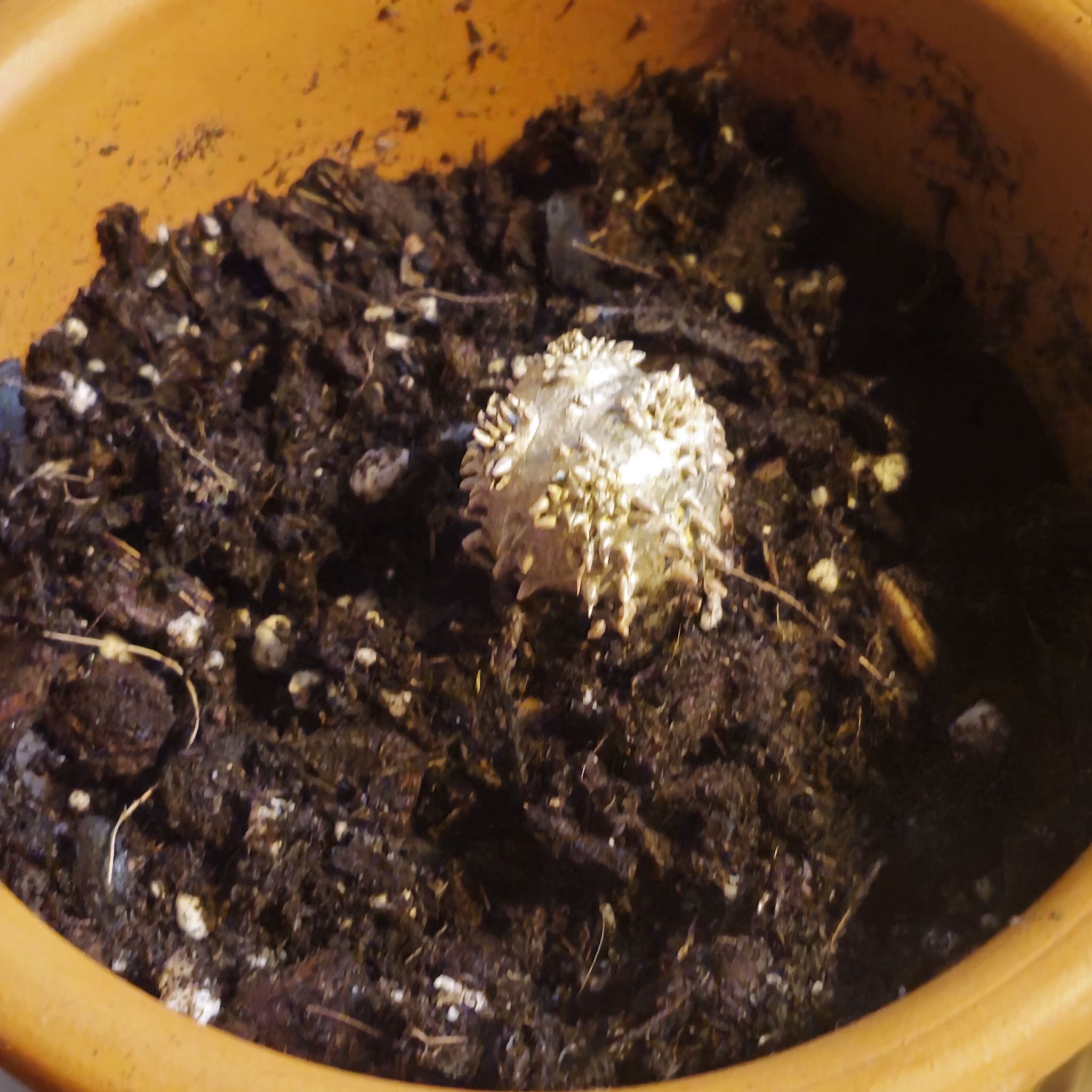Photo of the plant species Epidendrum brevicaule by @DollMasaispurge named Konger on Greg, the plant care app
