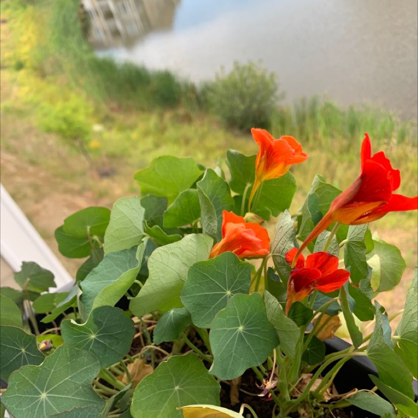 Garden Nasturtium plant with orange flowers and round green leaves, some yellowing leaves at the bottom.