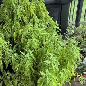 Photo of the plant species FlameThrower™ Salsa Verde Coleus by @RadWatermudwort named Messi on Greg, the plant care app