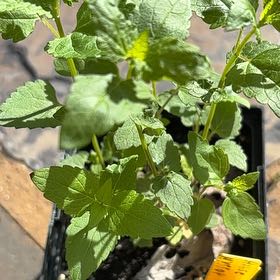 Photo of the plant species Anise-Hyssop by @LargeManchineel named James Dean on Greg, the plant care app