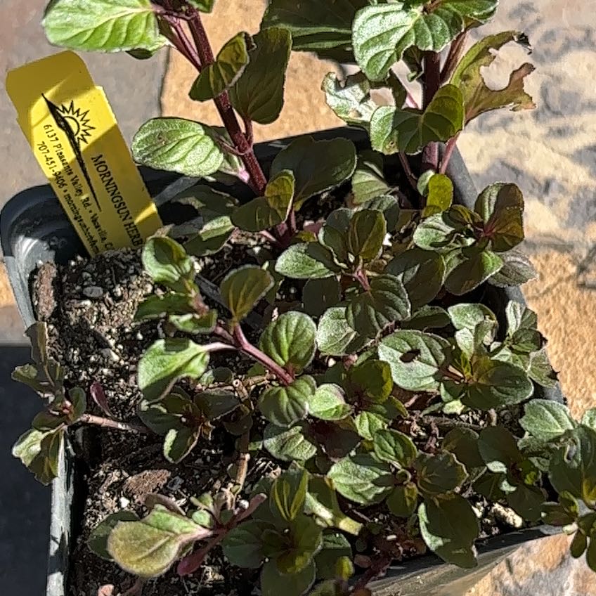 Photo of the plant species Lime Mint by @LargeManchineel named Hamilton on Greg, the plant care app
