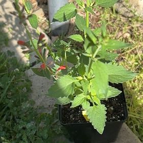 Photo of the plant species Hummingbird Mint by @LargeManchineel named Bruce Lee on Greg, the plant care app